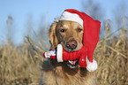 Golden Retriever Portrait