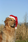 Golden Retriever Portrait