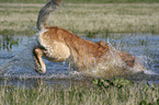 rennender Golden Retriever