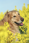 Golden Retriever Portrait