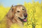 Golden Retriever Portrait