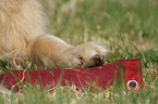 Golden Retriever mit Dummy