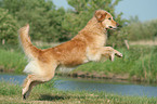 rennender Golden Retriever