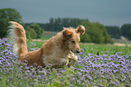 rennender Golden Retriever