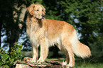 stehender Golden Retriever