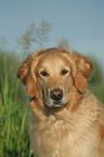 Golden Retriever Portrait