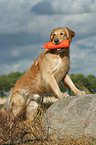 stehender Golden Retriever