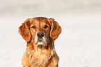 Golden Retriever Portrait