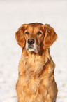 Golden Retriever Portrait