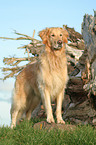 stehender Golden Retriever