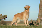 stehender Golden Retriever