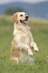 Golden Retriever auf Wiese