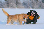 Frau und Golden Retriever