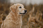 Golden Retriever Portrait