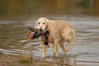 Golden Retriever apportiert Ente