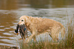 Golden Retriever apportiert Ente