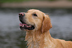 Golden Retriever Portrait