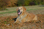 liegender Golden Retriever