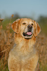 Golden Retriever Portrait