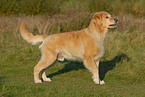 stehender Golden Retriever