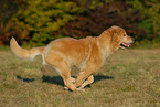 rennender Golden Retriever