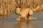 Golden Retriever apportiert Dummy