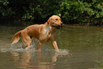 rennender Golden Retriever