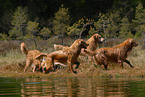 badender Golden Retriever