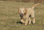 Golden Retriever Welpe