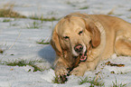 liegender Golden Retriever