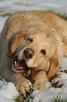 liegender Golden Retriever