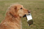 Golden Retriever mit Futterschssel