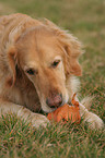 fressender Golden Retriever