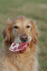 Golden Retriever frisst Fleisch