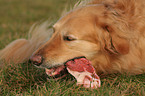 Golden Retriever frisst Fleisch