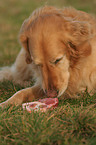 Golden Retriever frisst Fleisch