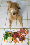 Golden Retriever frit Fleisch