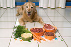 Golden Retriever frit Fleisch