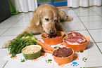 Golden Retriever frit Fleisch