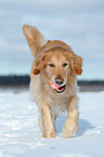 trabender Golden Retriever