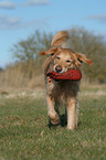 trabender Golden Retriever