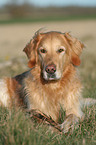 liegender Golden Retriever