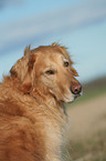 Golden Retriever Portrait