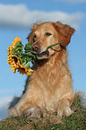 liegender Golden Retriever