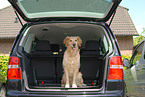 Golden Retriever im Auto