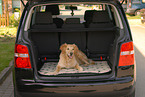 Golden Retriever im Auto