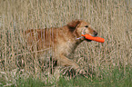 rennender Golden Retriever