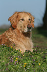 liegender Golden Retriever