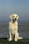 sitzender Golden Retriever