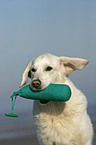 Golden Retriever mit Dummy